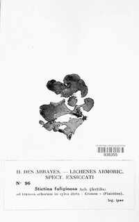 Sticta fuliginosa image
